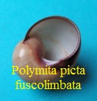 Polymita picta fuscolimbata, de la Torre 1950