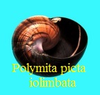 Polymita picta iolimbata
