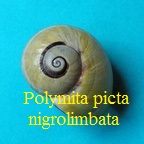 Polymita picta nigrolimbata, de la Torre 1950