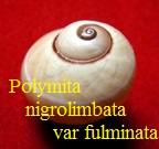 Polymita picta nigrolimbata var fulminata, de la Torre 1950