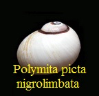 Polymita picta nigrolimbata, de la Torre 1950