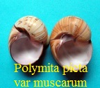 Polymita picta picta var muscarum, de la Torre 1950