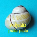 Polymita picta picta, Born 1780
