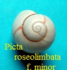 Polymita picta roseolimbata f. minor, Torre 1950