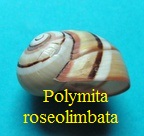 Polymita picta roseolimbata, Torre 1950