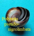 Polymita picta roseolimbata var pseudo-nigrolimbata, Torre 1950