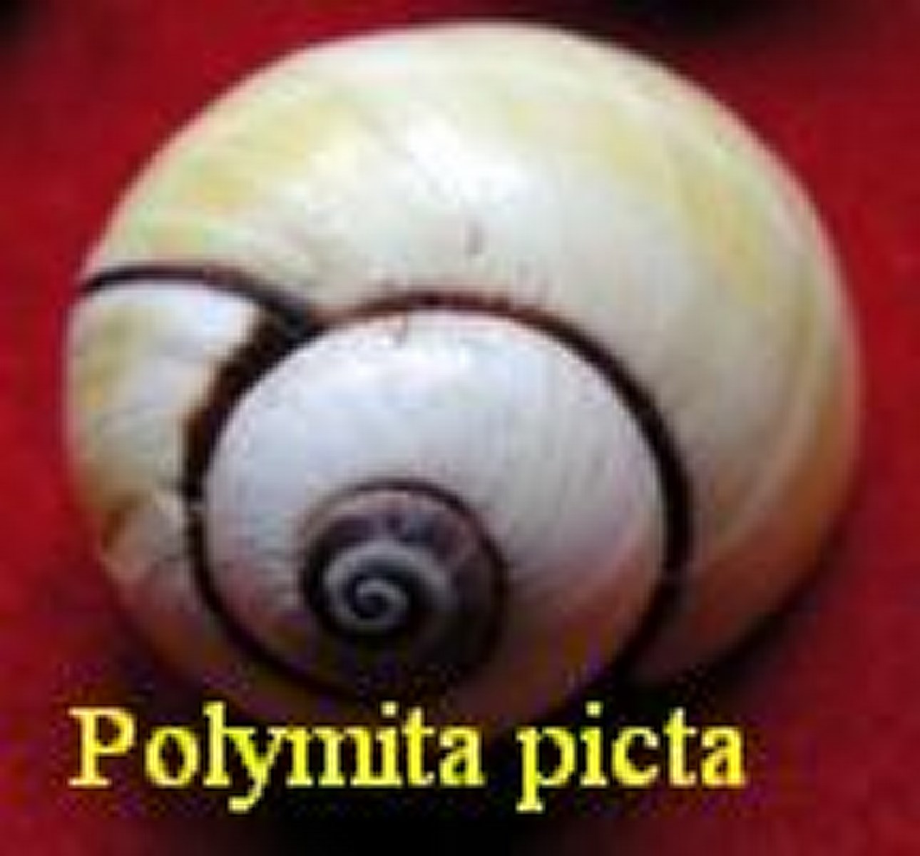 Polymita picta, Born 1778