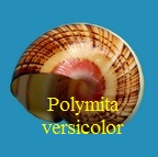 Polymita versicolor, Born 1778