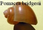 apple snail,Pomacea bridgesii, Reeve 1856