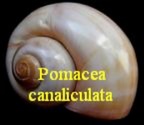 Pomacea canaliculata, Lamarck 1819
