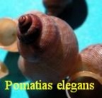 Pomatias elegans, Muller 1774