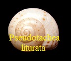 Pseudotachea liturata, Pfeiffer 1851