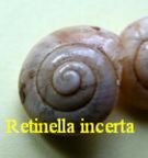 Retinella incerta, Draparnaud 1805