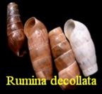 Rumina decollata, L. 1758