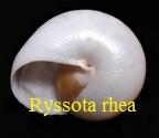 Ryssota rhea, Pfeiffer 1853