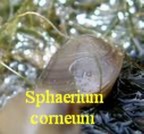 Sphaerium (Sphaerium) corneum, Linné 1758