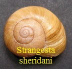Strangesta sheridani, Brazier 1875