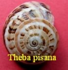 Theba (Helix) pisana (Muller,1774)