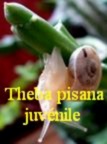 Theba (Helix) pisana juvenile