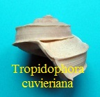 Tropidophora cuvieriana, Petit 1841