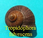 Tropidophora fulvescens, Sowerby 1843