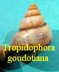 Tropidophora goudotiana, Sowerby 1843