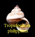 Tropidophora philippiana, Pfeiffer 1851