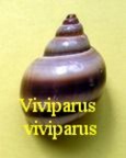 Viviparus viviparus, Linne 1758