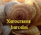 Xerocrassa barceloi, Hidalgo 1878