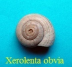 Xerolenta obvia, Menke 1828
