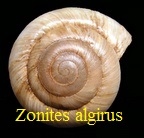 Zonites algirus, Linné 1758 