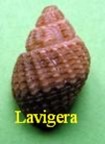 Lavigera nassa ,Woodward 1859