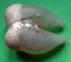 vessie natatoire de poisson