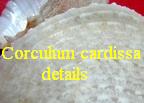 Corculum cardissa details