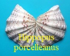 Hippopus porcelleanus, Rosewater 1982