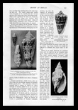 Windsor magazine 1902 Rare shells