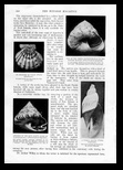 Windsor magazine 1902 Rare shells