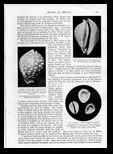 Windsor magazine 1902 Rare shells