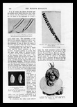 Windsor magazine 1902 Rare shells